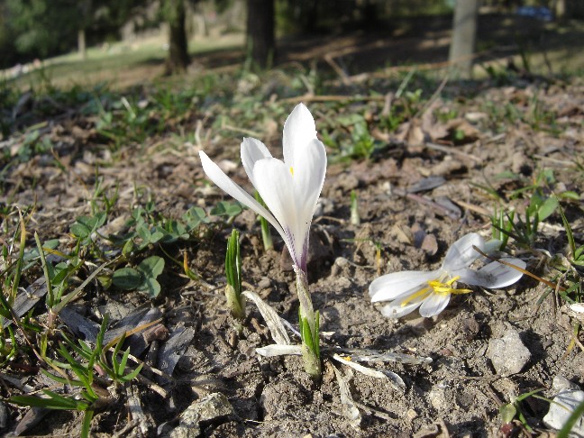 Fiori primaverili